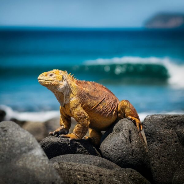 GALAPAGOS - ECUADOR